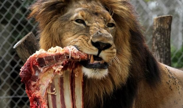 lionsteak.jpg