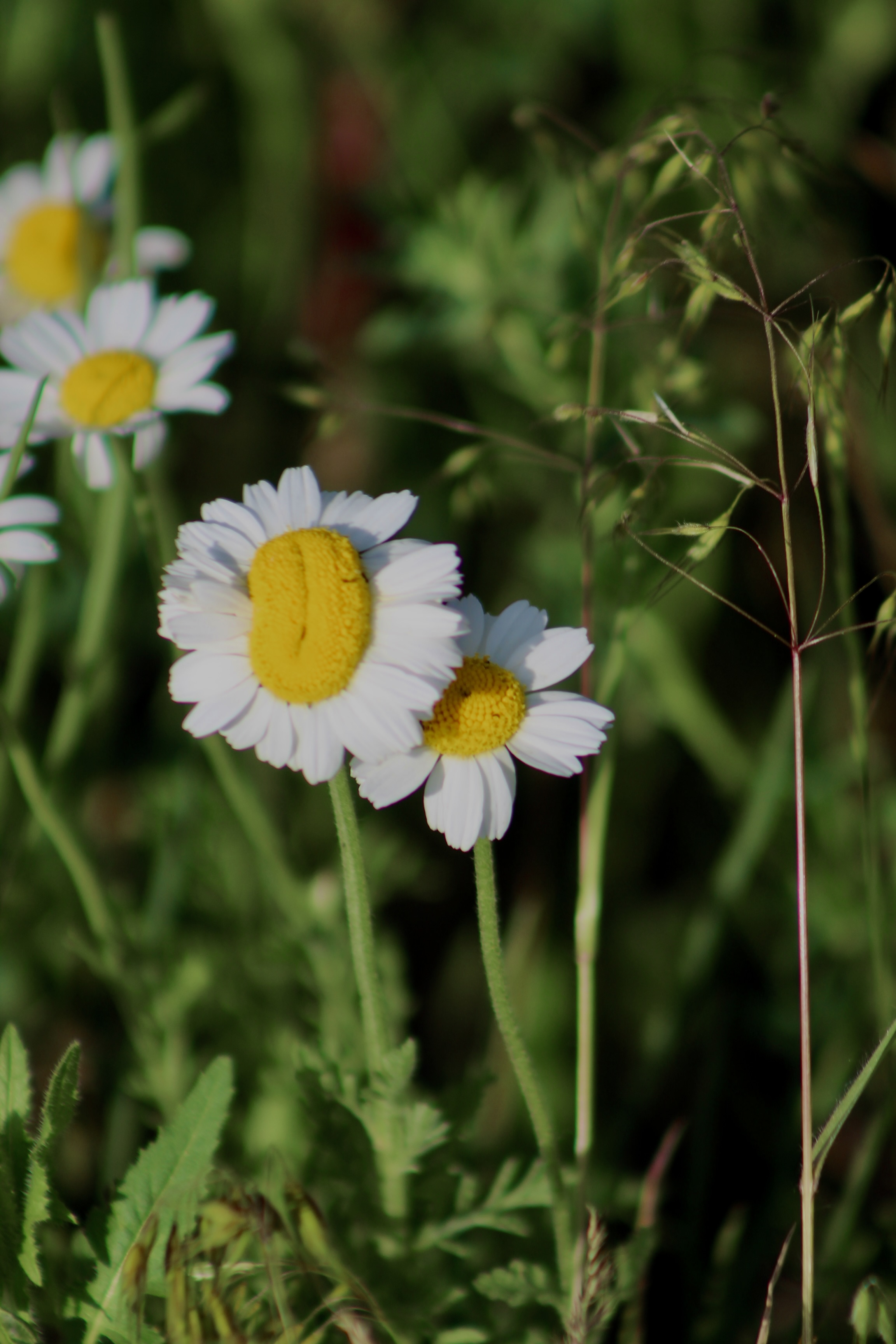 IMG_2936.jpeg