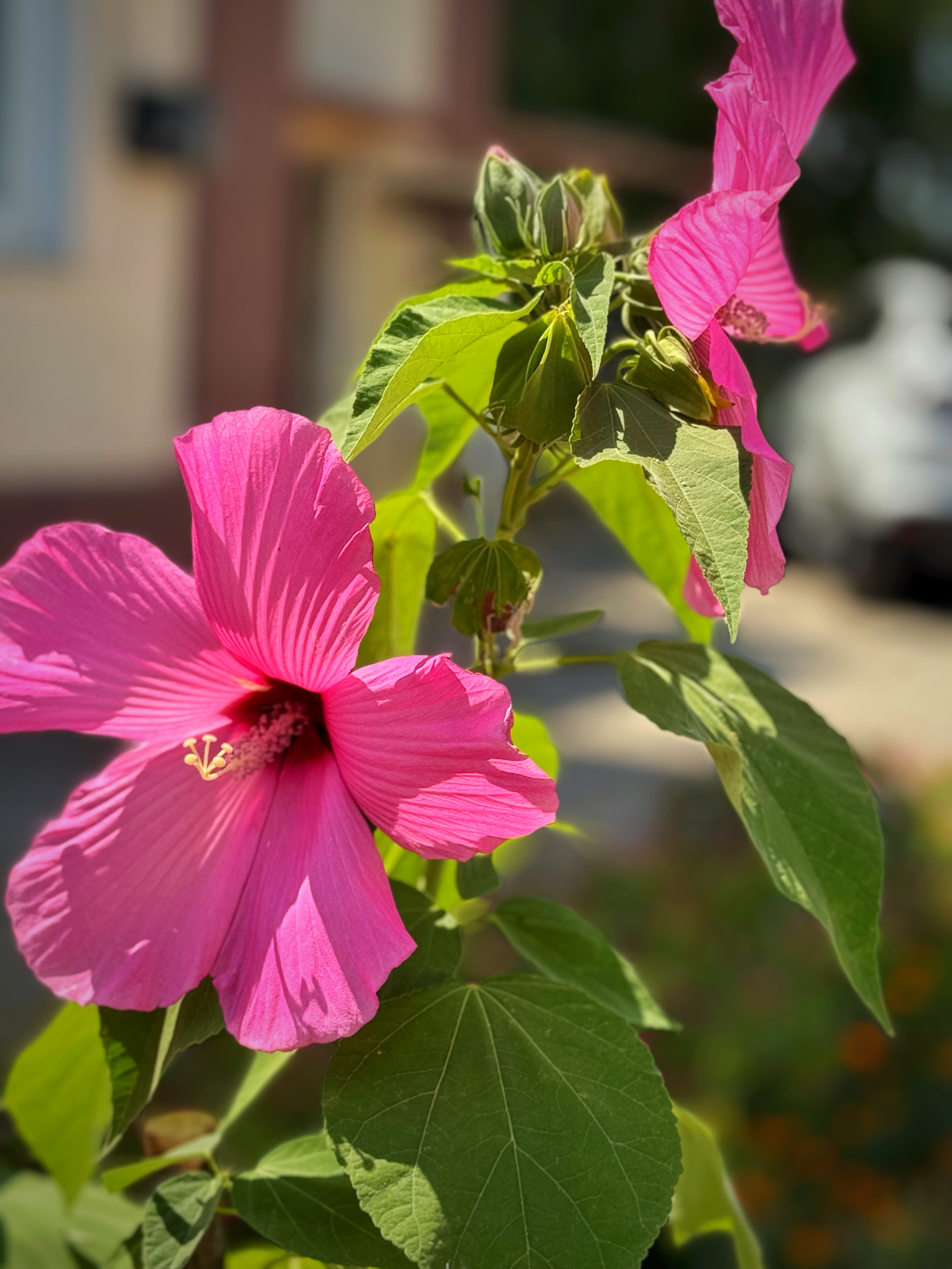 IMG_4829.jpeg