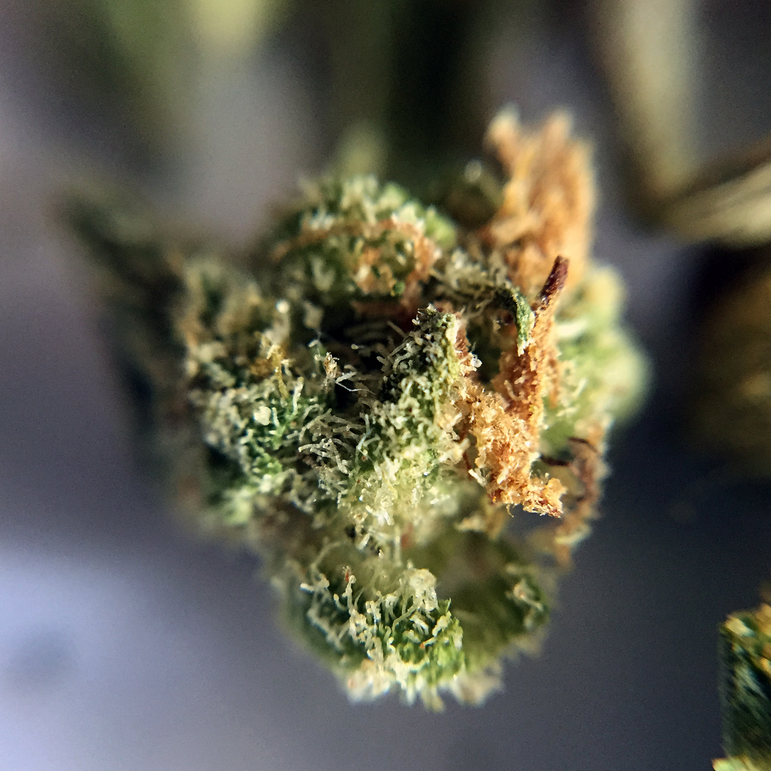 Hawaiian Haze Macro 3.jpg