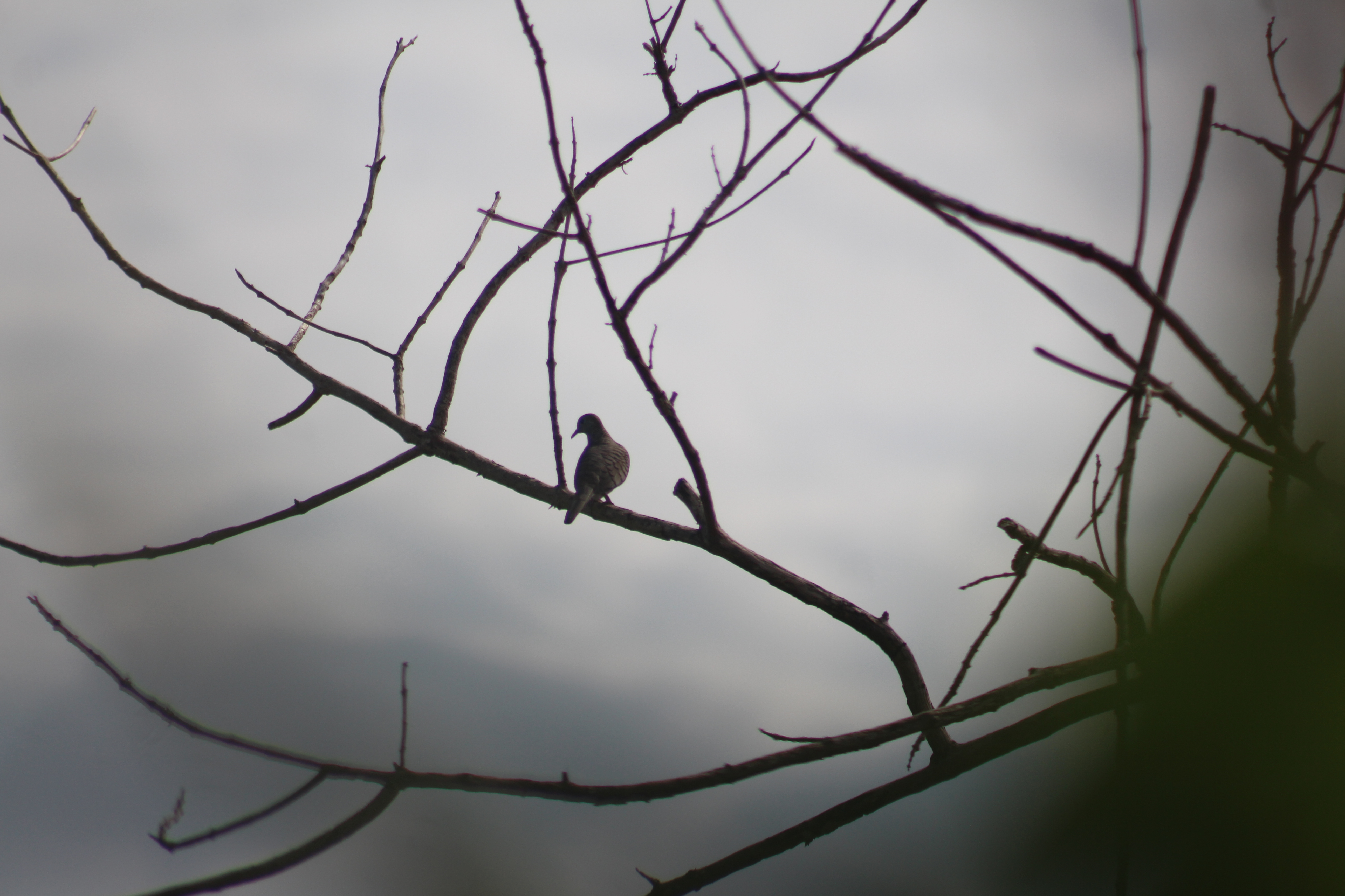 IMG_8653.JPG