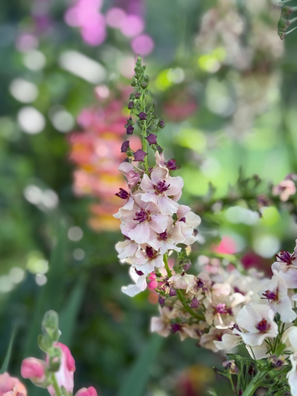hivegarden-verbascum.jpg