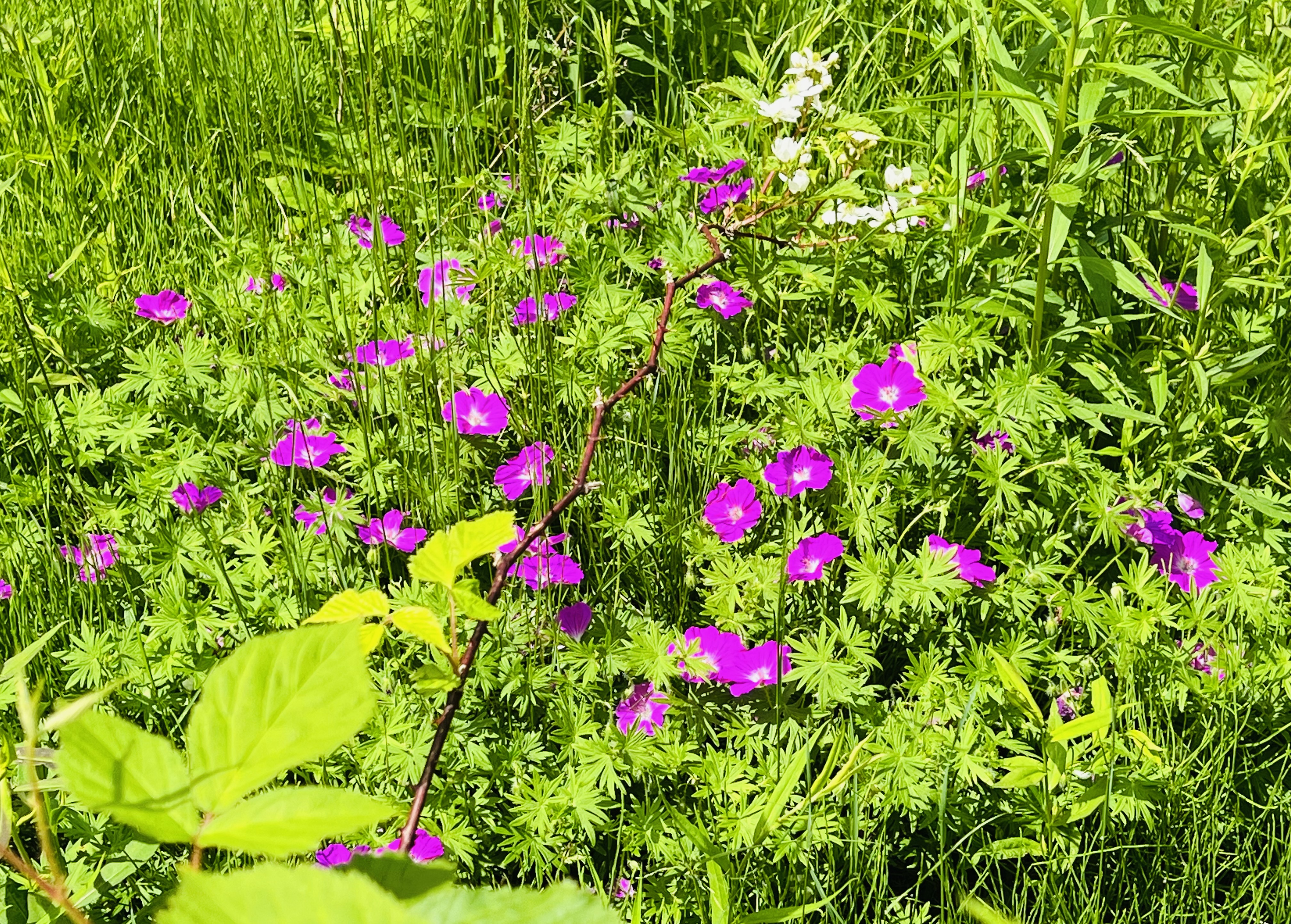 152D31FF-6124-4ED9-AD53-4BBBB63DB9CF.jpeg