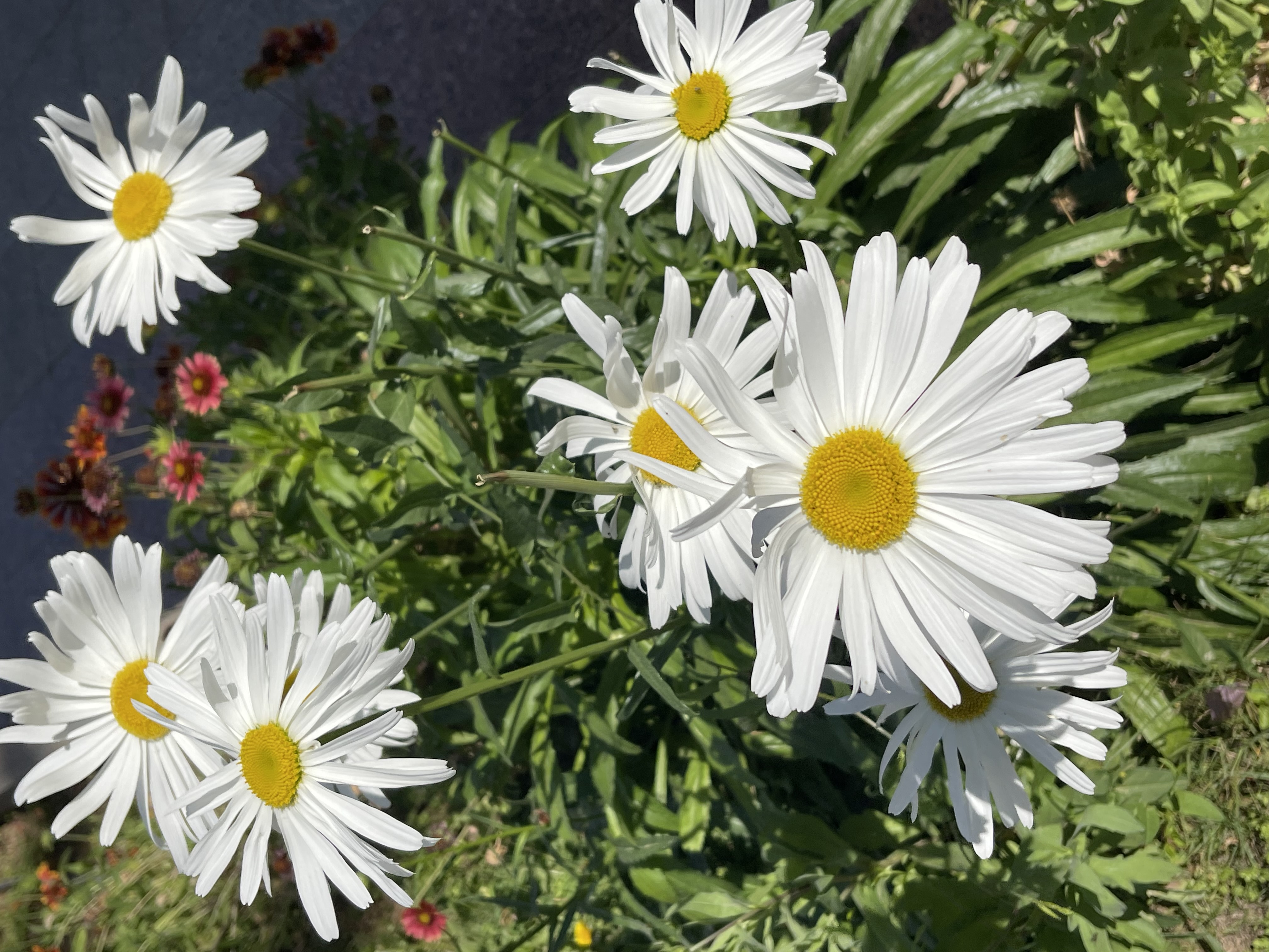 IMG_9483.jpeg