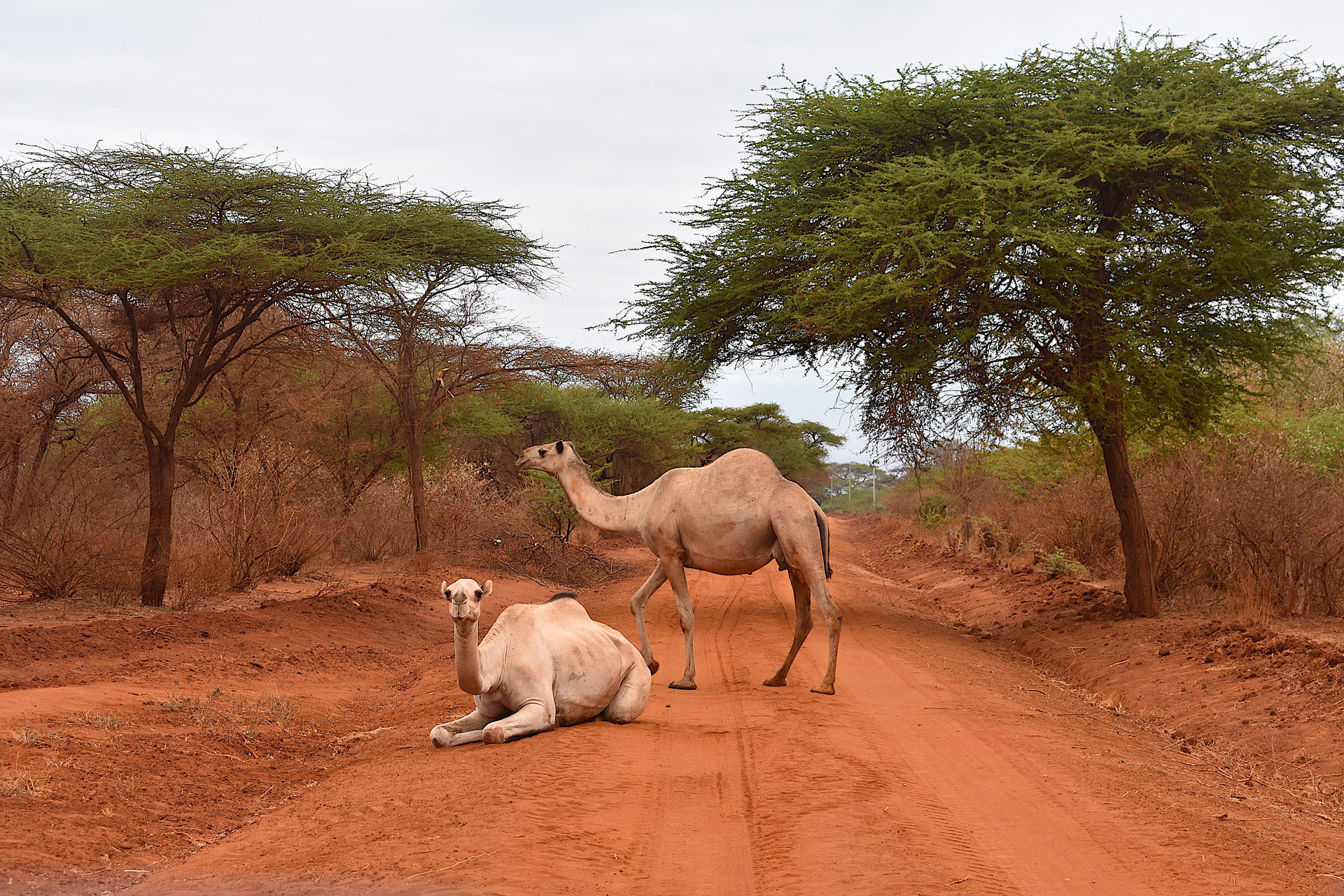 Afrique-189.jpg