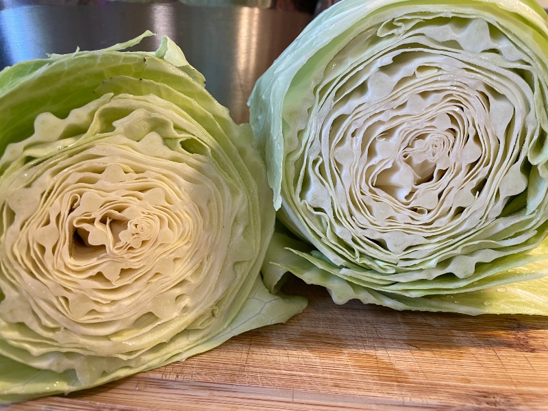 hivegarden-harvesting-cabbage-5.jpg