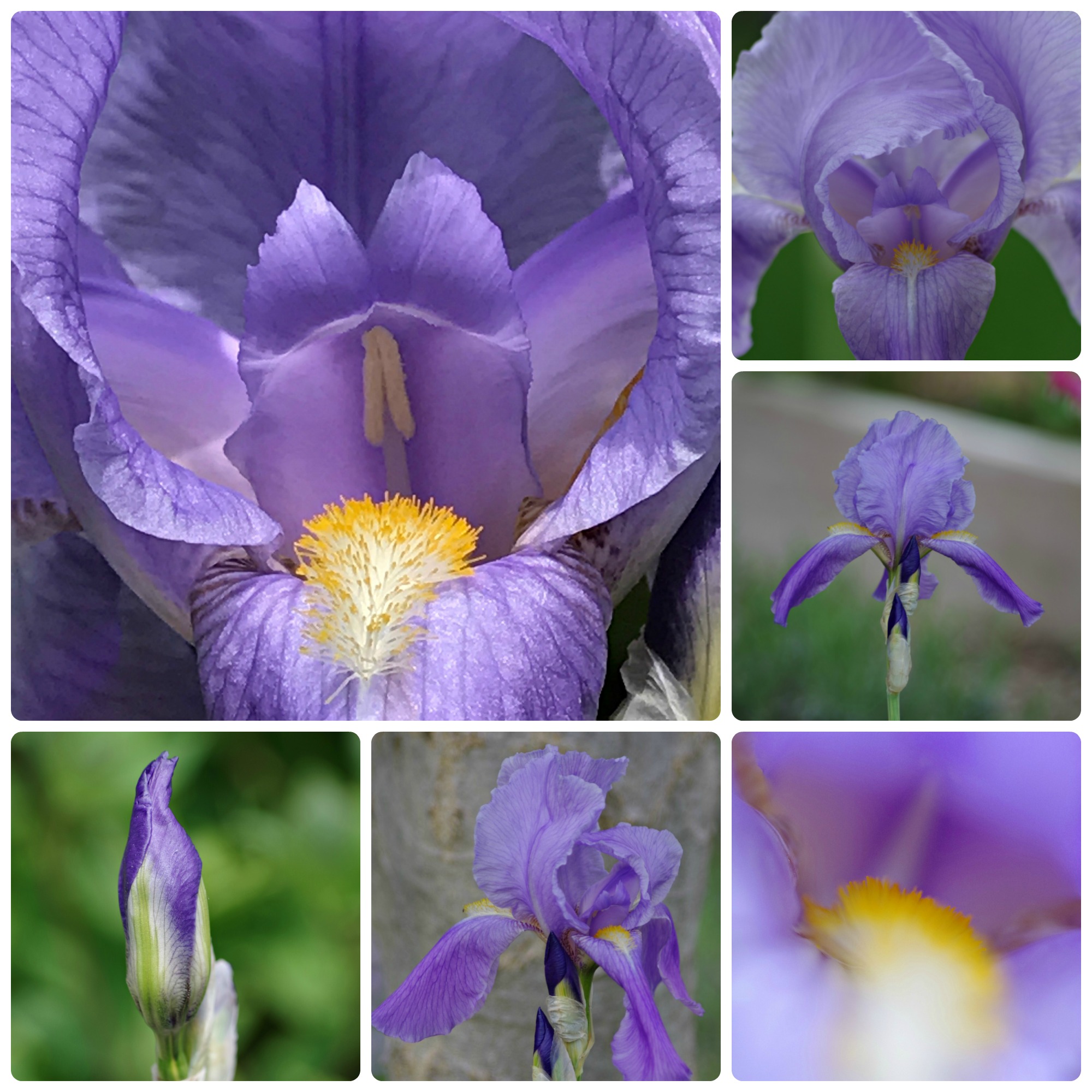 https://images.hive.blog/DQmQsViMyu8f9HiBW7HKQEBTArzSSvHHYDwsHPAadFWsp4X/photography-flowers-iris-sunscape-1.jpg