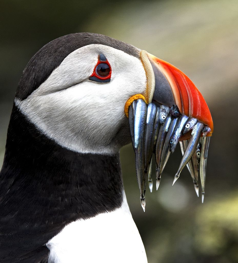 Interesting Photo of the Day_ Concerned Puffin Eating a Mouthful of Sand Eels.jpeg