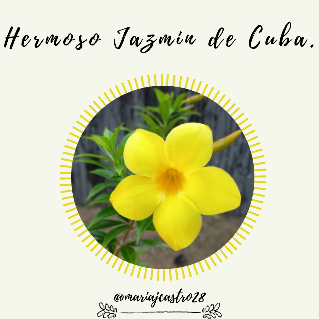 ESP-ENG] Jazmín de Cuba: Una hermosa planta de mi jardín || Jasmine from  Cuba: A beautiful plant in my garden — Hive