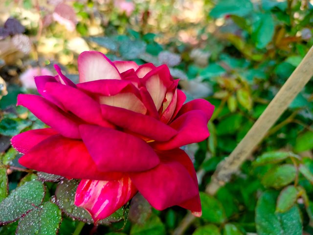 IMG_569900.JPG