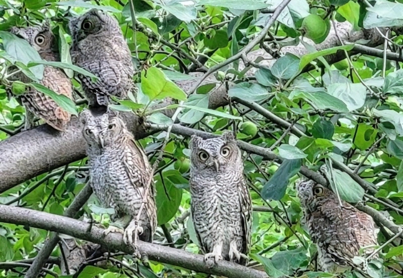 screech owl family.jpg