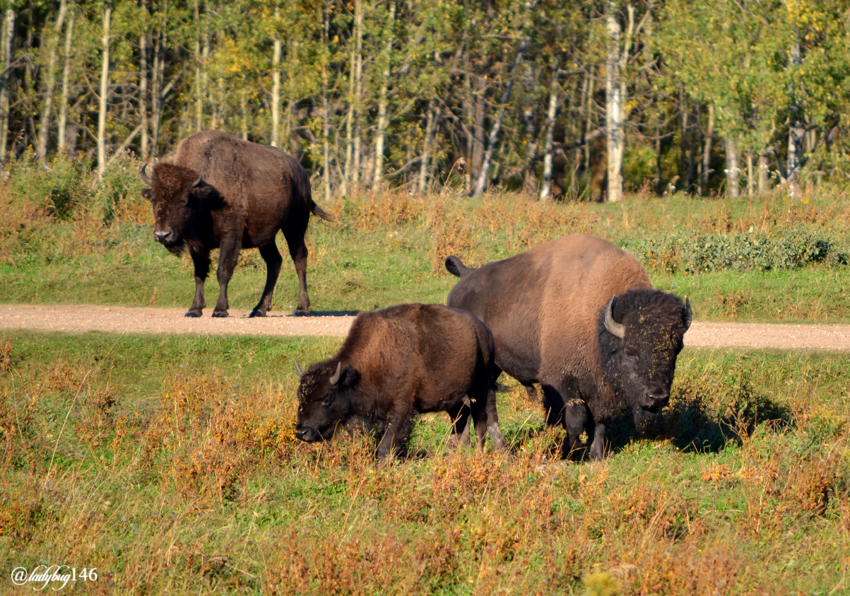 elk island (2).jpg