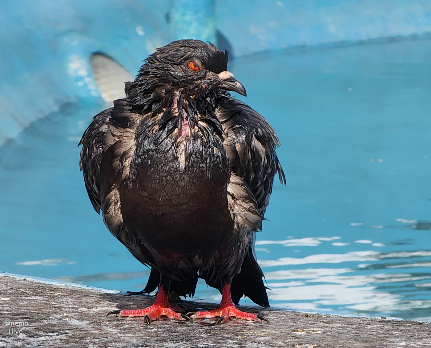 wet-pigeon-001.jpg