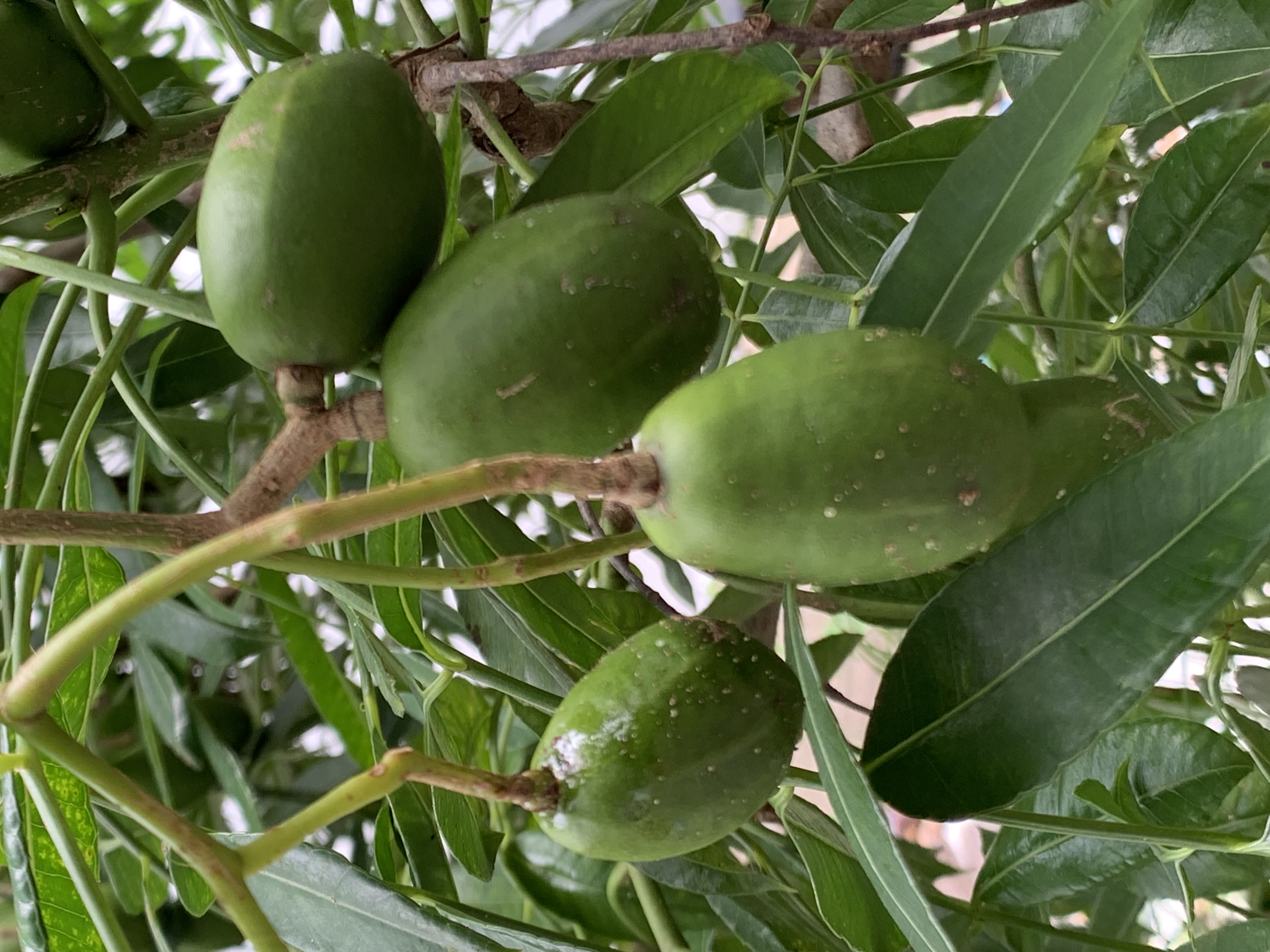 fruit22.jpg