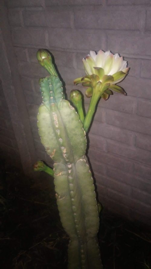 06.-Cactus-San-Pedro-4.png