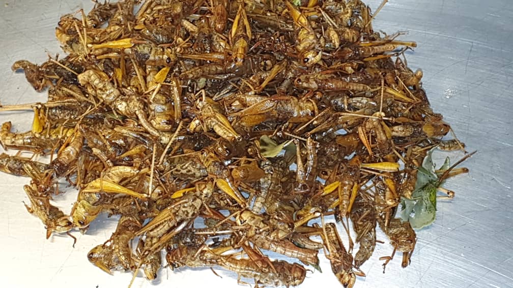 insect food of thialand  (6).jpeg