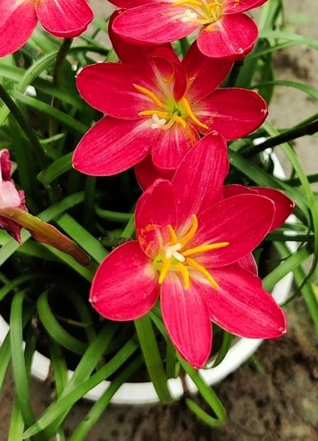 Red rain lily flower 1.jpg