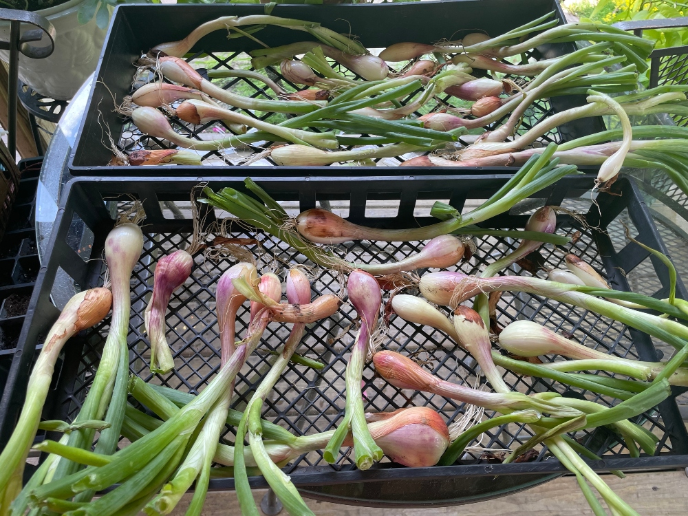 https://images.hive.blog/DQmQxfK2zAK3S7vPCmEqUb89SPGzhSLiZDD5EDEqUonHYQi/hive-garden-harvest-shallots-1.jpg