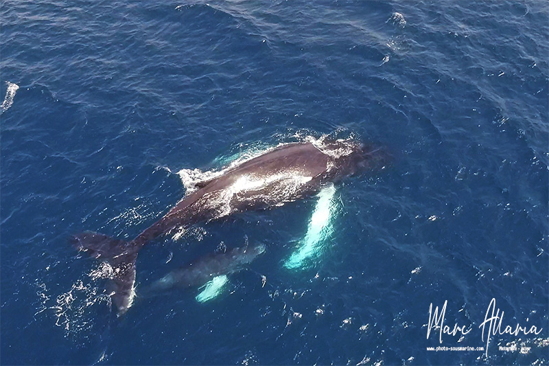 Baleine drone1.jpg
