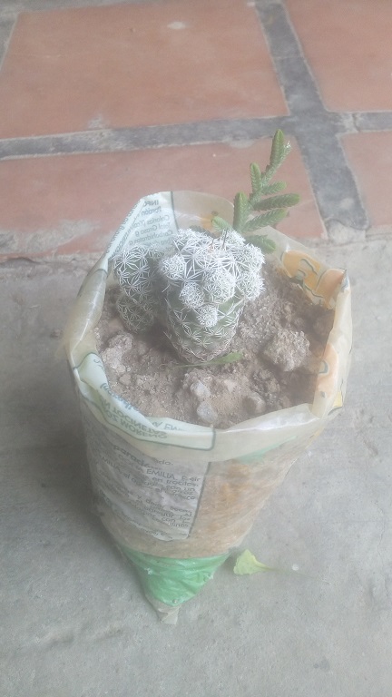 cactus oruga blanca.jpg