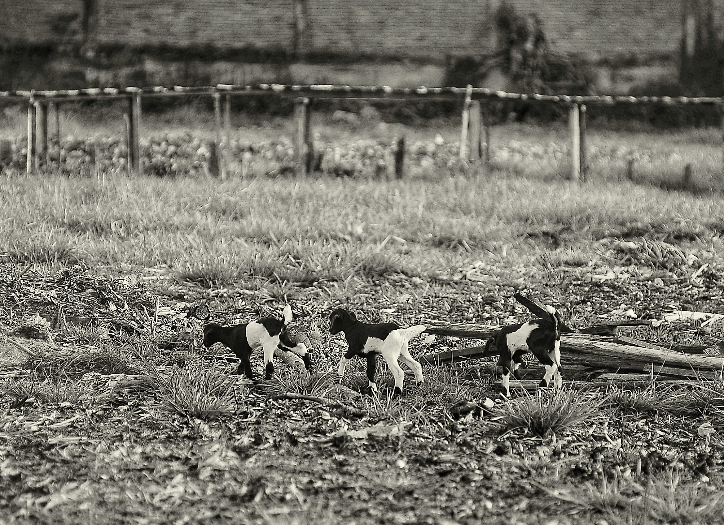 DSC_1493-01.jpeg