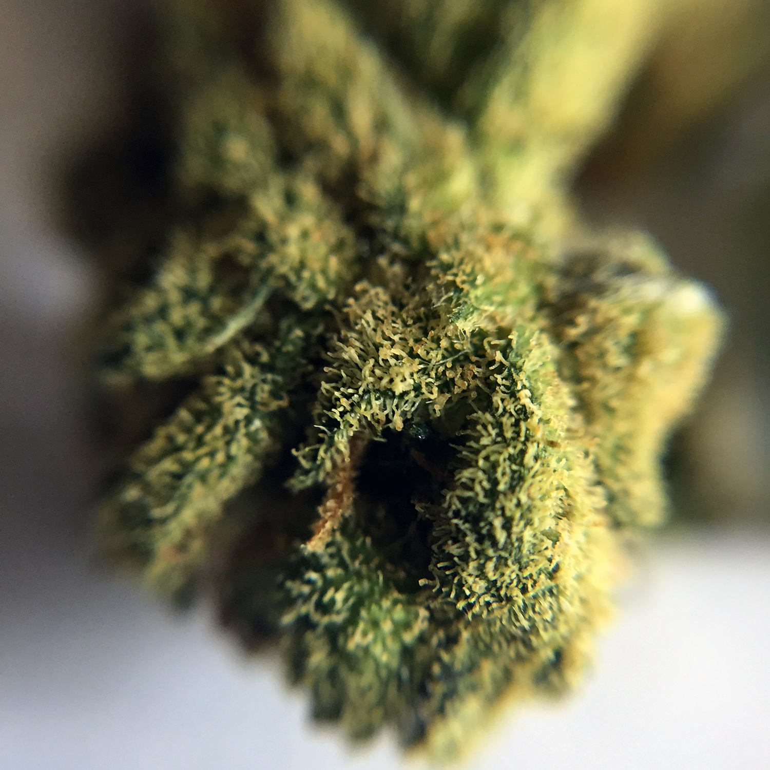 Hawaiian Haze Macro 5.jpg