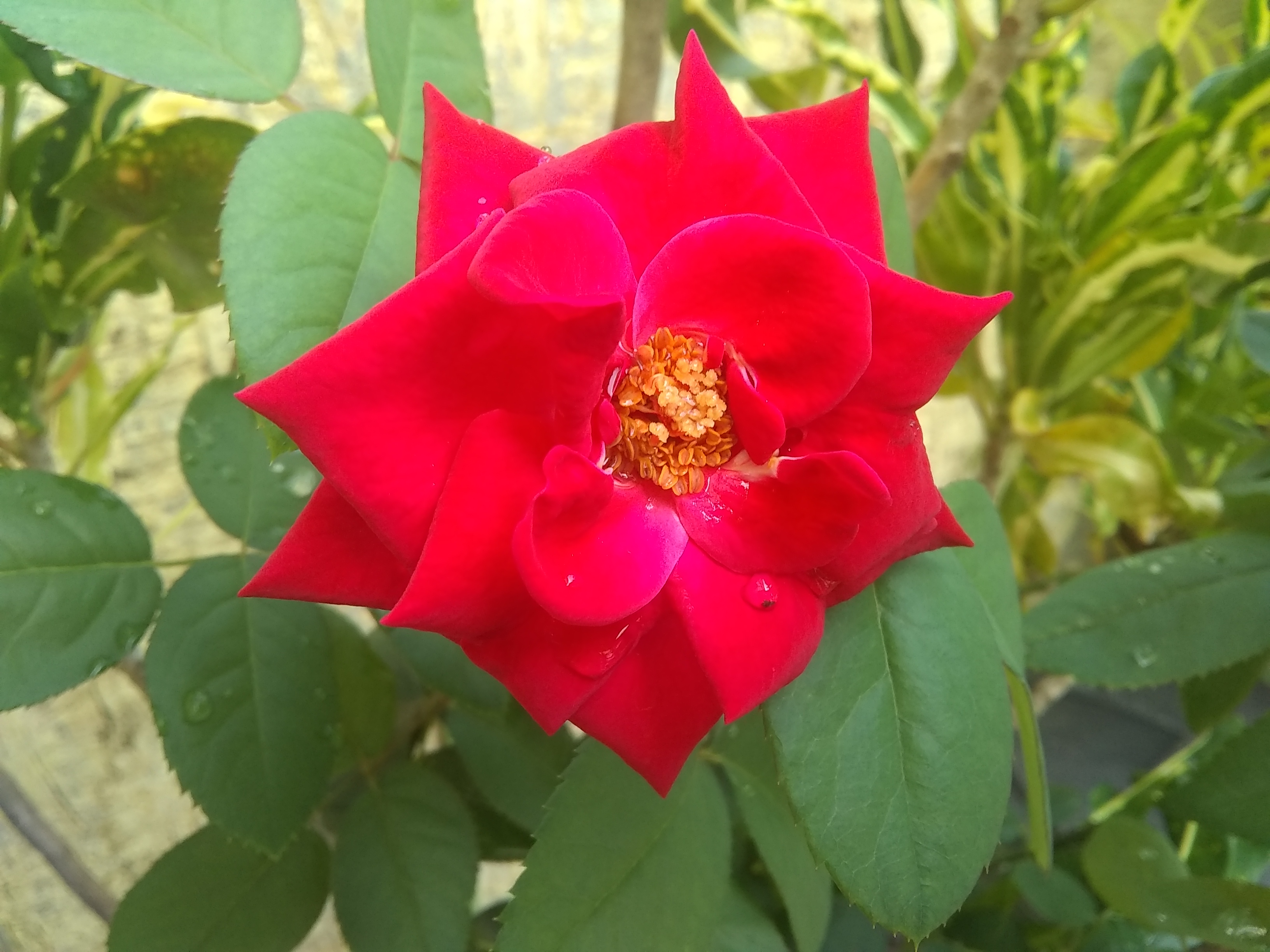 IMG_20220928_092859657.jpg
