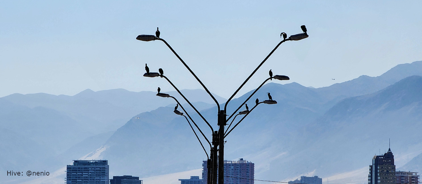 cormorants-lightpoles-001.jpg