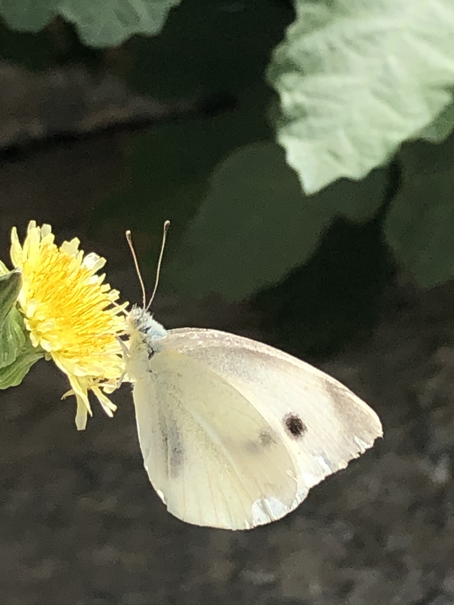 IMG_4348.jpeg