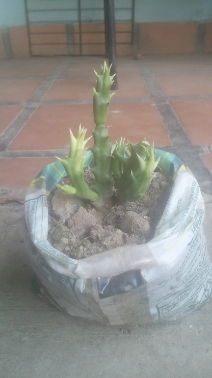 cactus semiliso.jpg