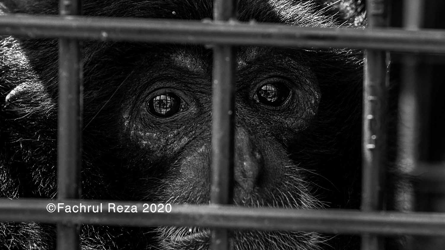 evacuation_siamang_gibbon_lhokseumawe_20H.jpg