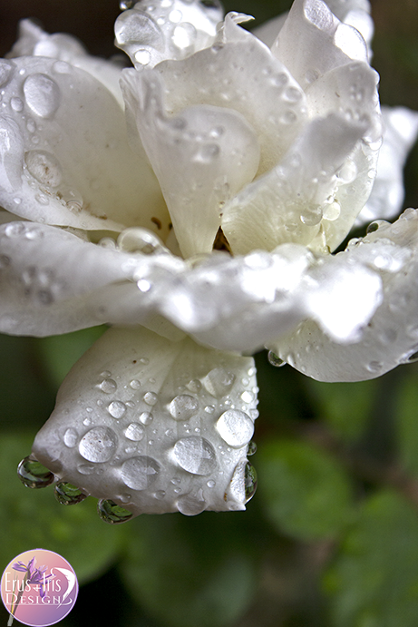 Rainy Rose.png