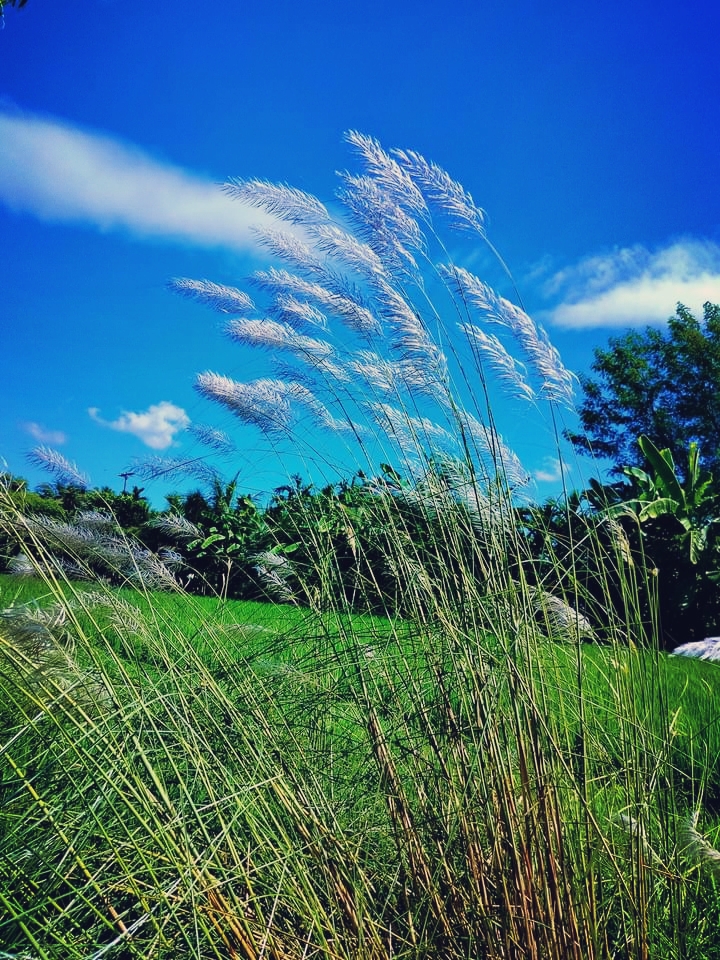 My village kashfull flowers photography — Hive