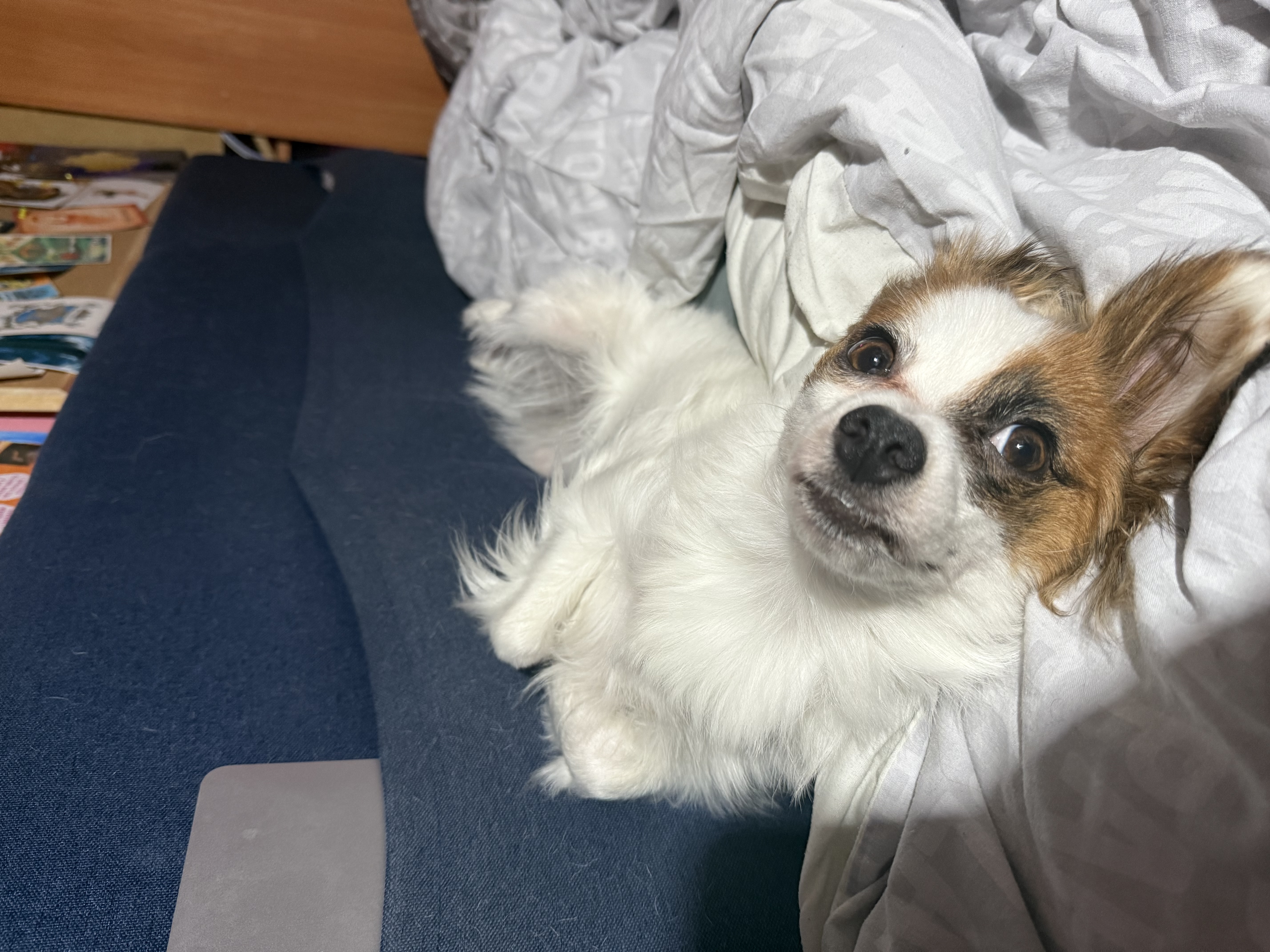 IMG_0003.jpeg