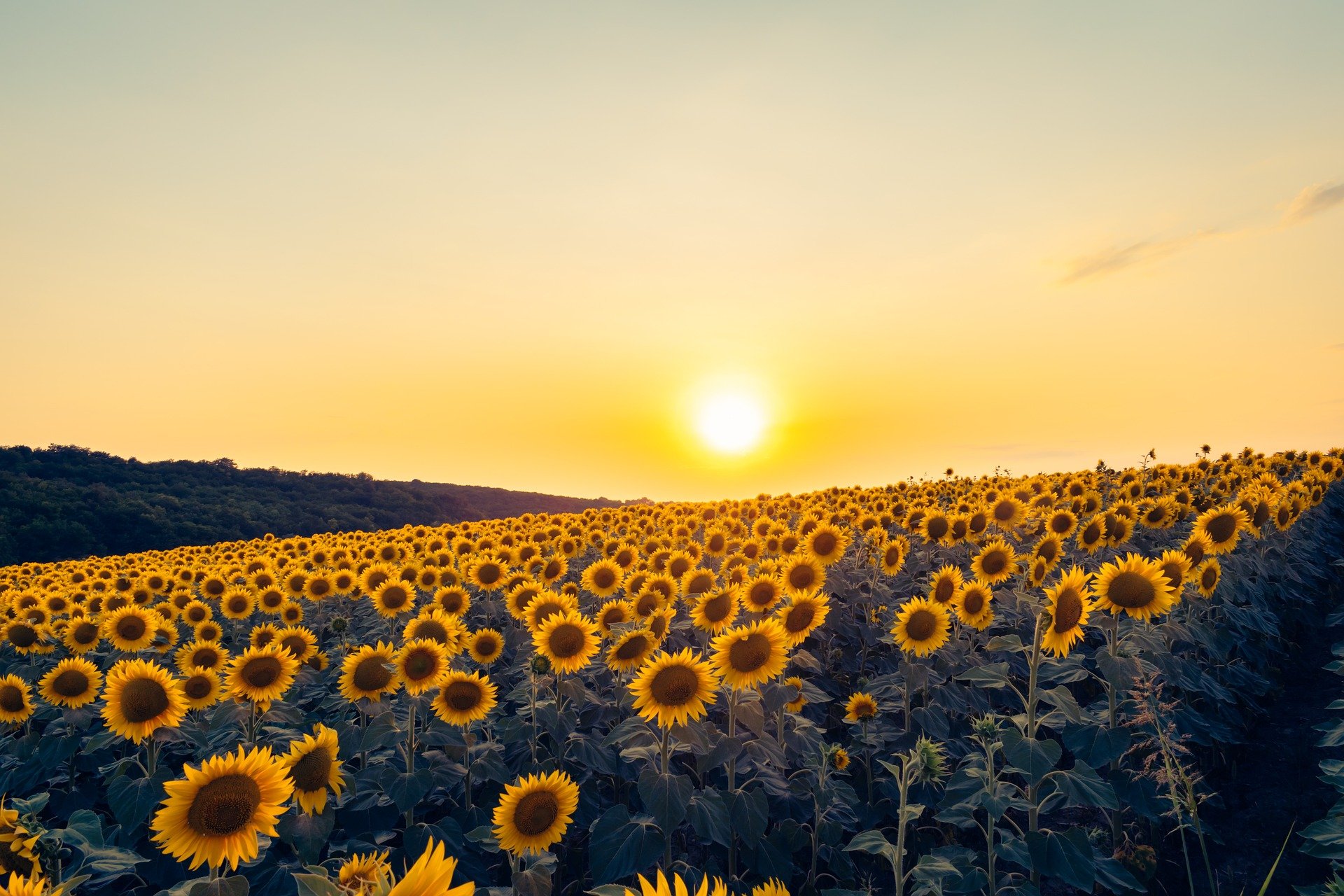 sunflowers-8980921_1920.jpg