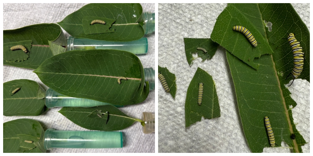 hivegarden-caterpillars-3.jpg