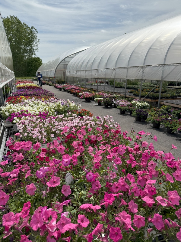 hivegarden-flowers-pots.jpg