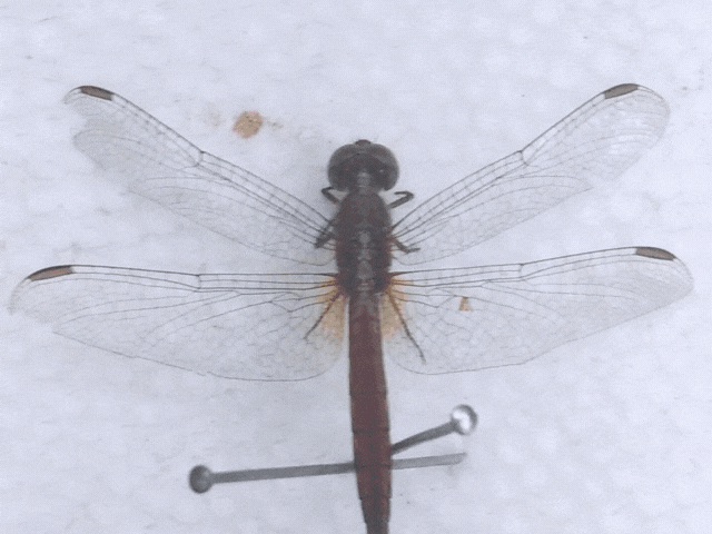 Libellulidae(1).gif