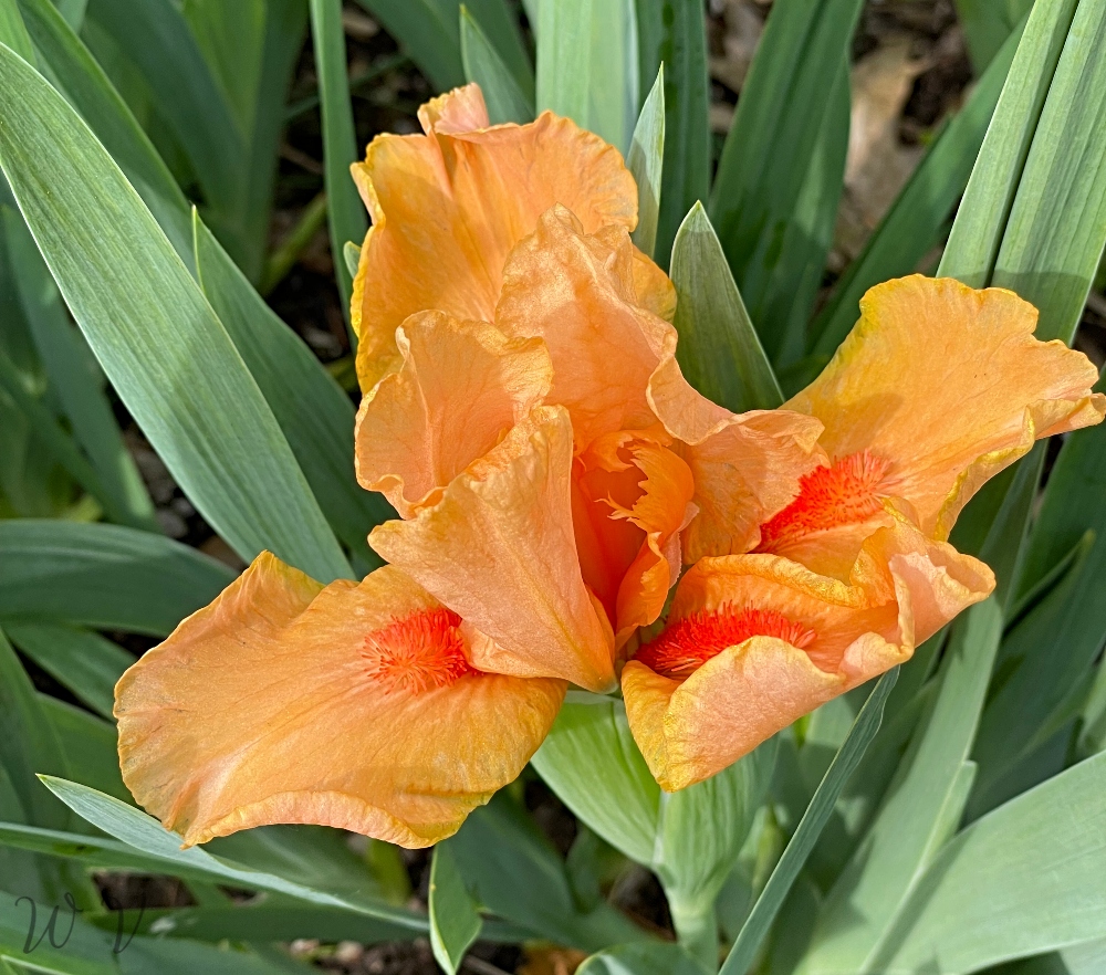 iris-orange-sunscape.jpg