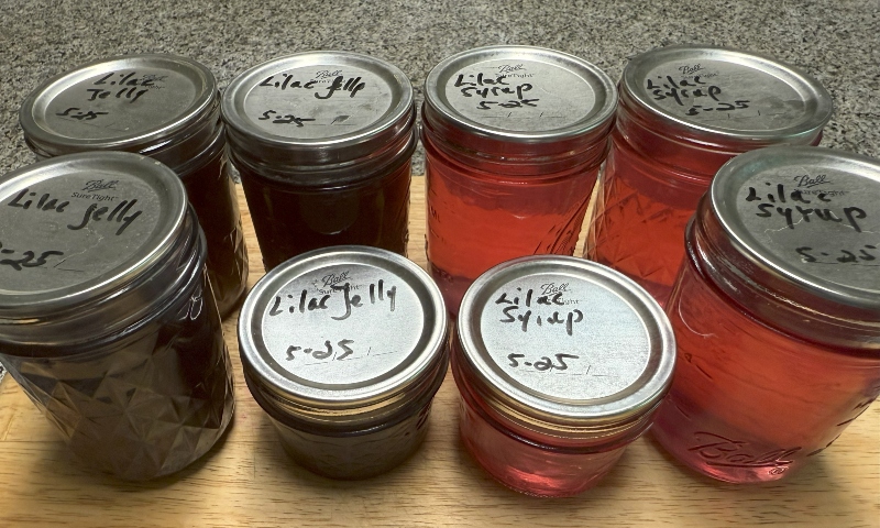 lilac jelly (1).jpg