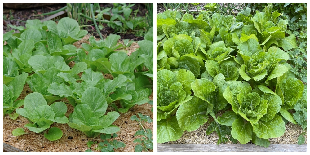 hive-garden-cabbage-a.jpg