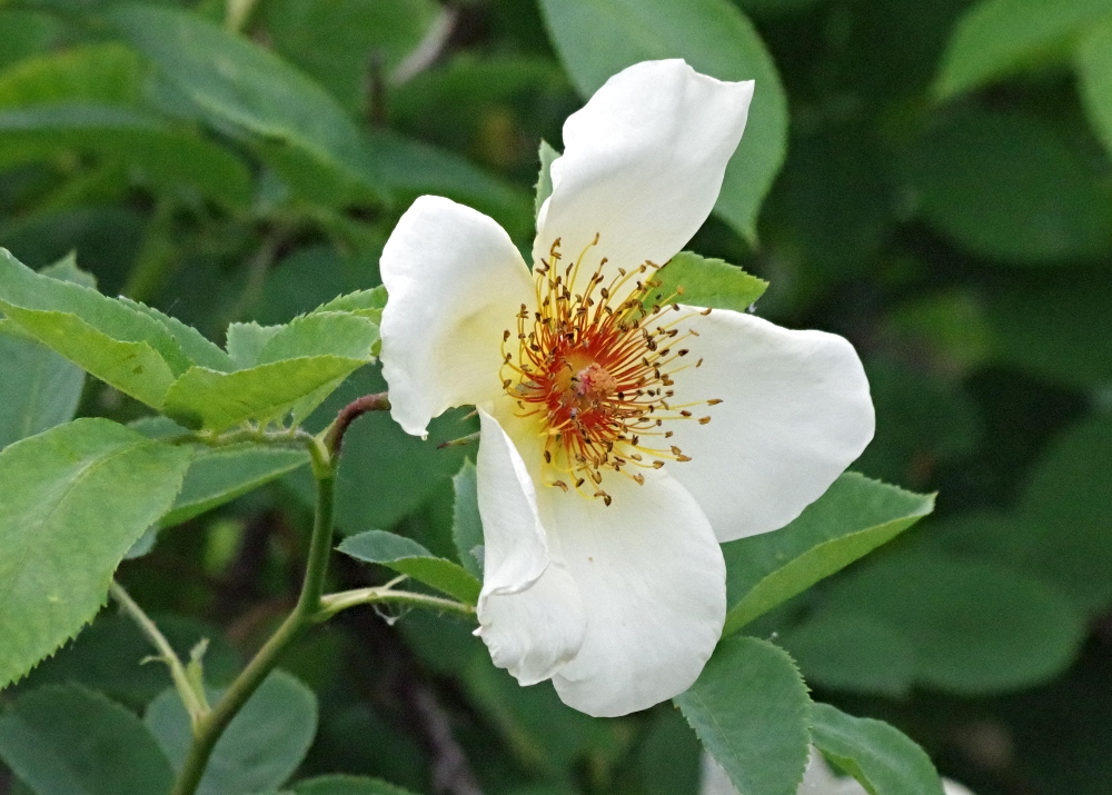 flowers-white-wild-rose.jpg