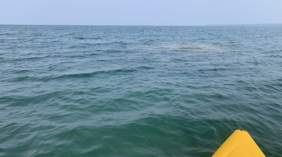 Kayaking with the Whales ….   🐋 🦈