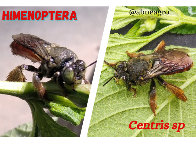 Himenoptera(7).png