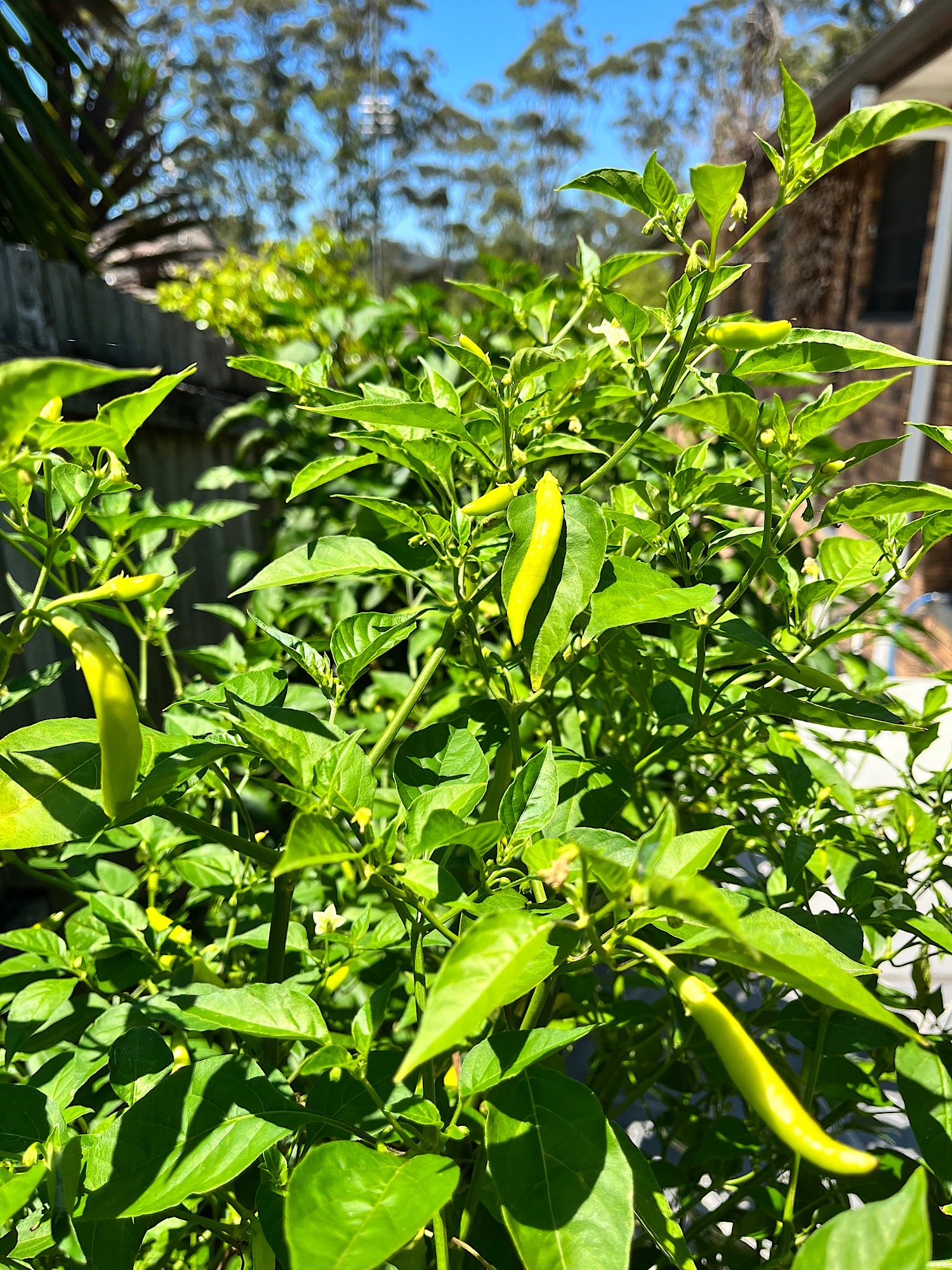 Sunshine Chili