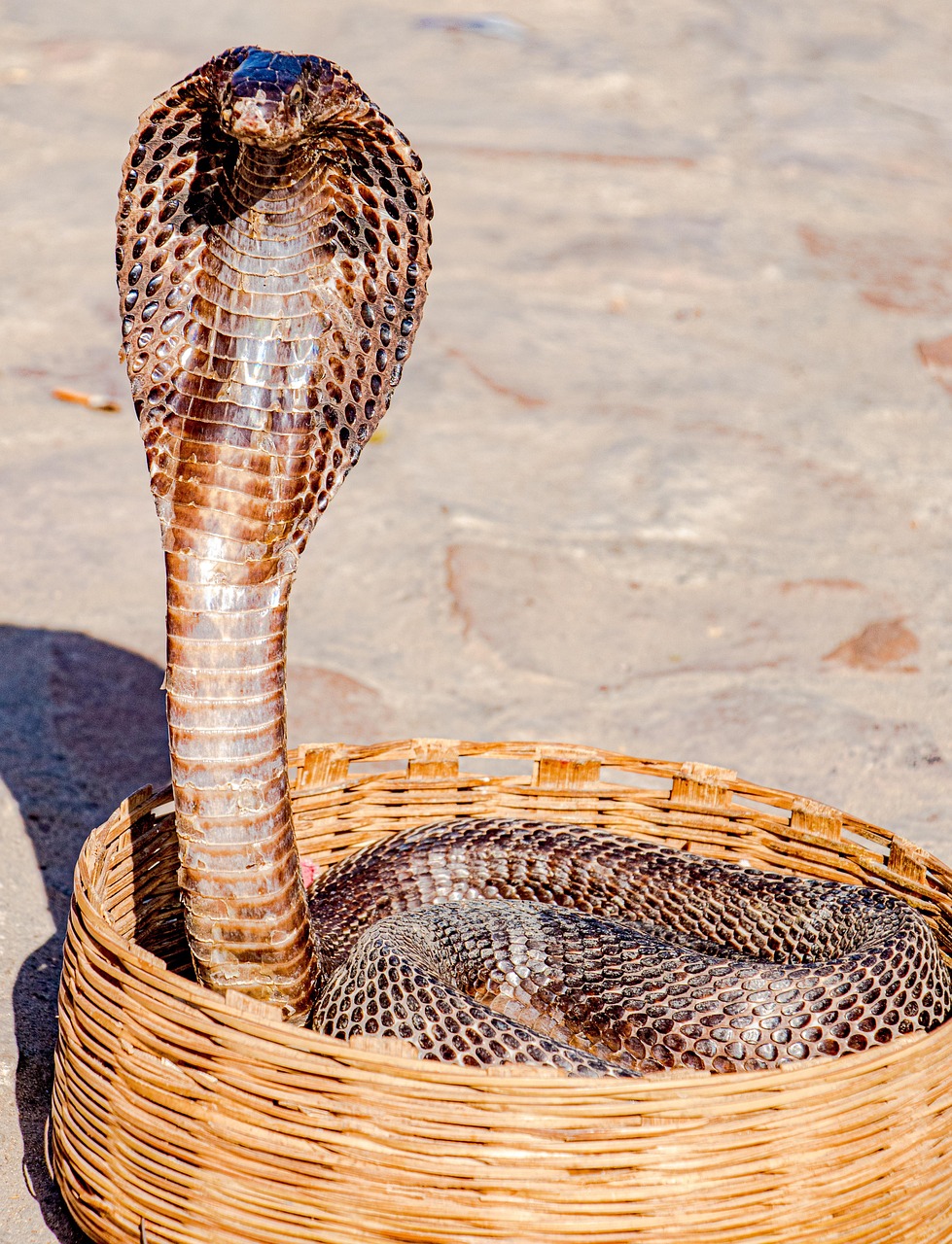 snakes-5046295_1280.jpg