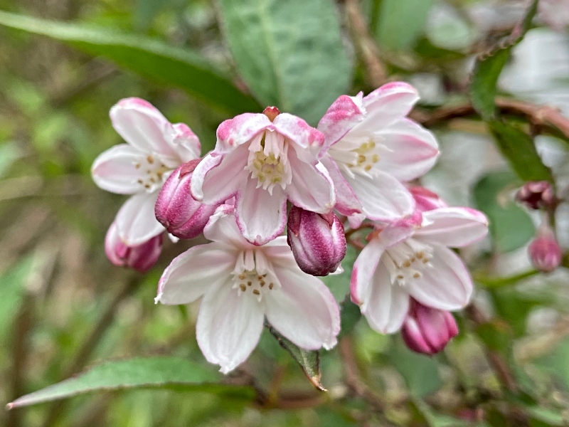 https://images.hive.blog/DQmR8WcgYyqnSnJLjVXcxMyx53DQ49PkXRzJw1DWQRAyfGn/hivegarden-%20flowers-deutzia-1.jpg