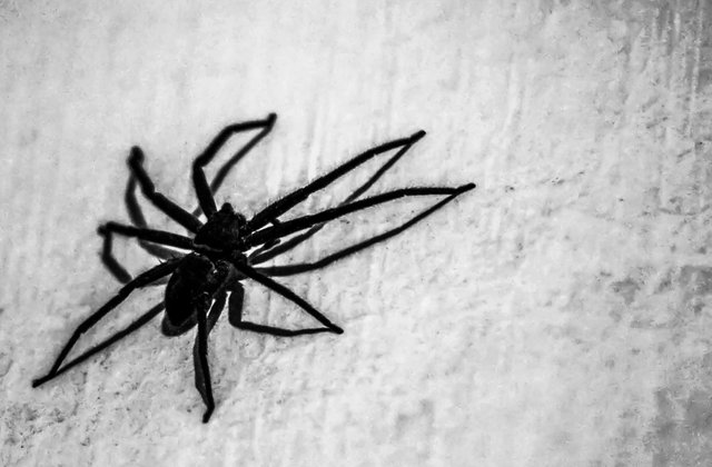 Black & White Spiders — Hive