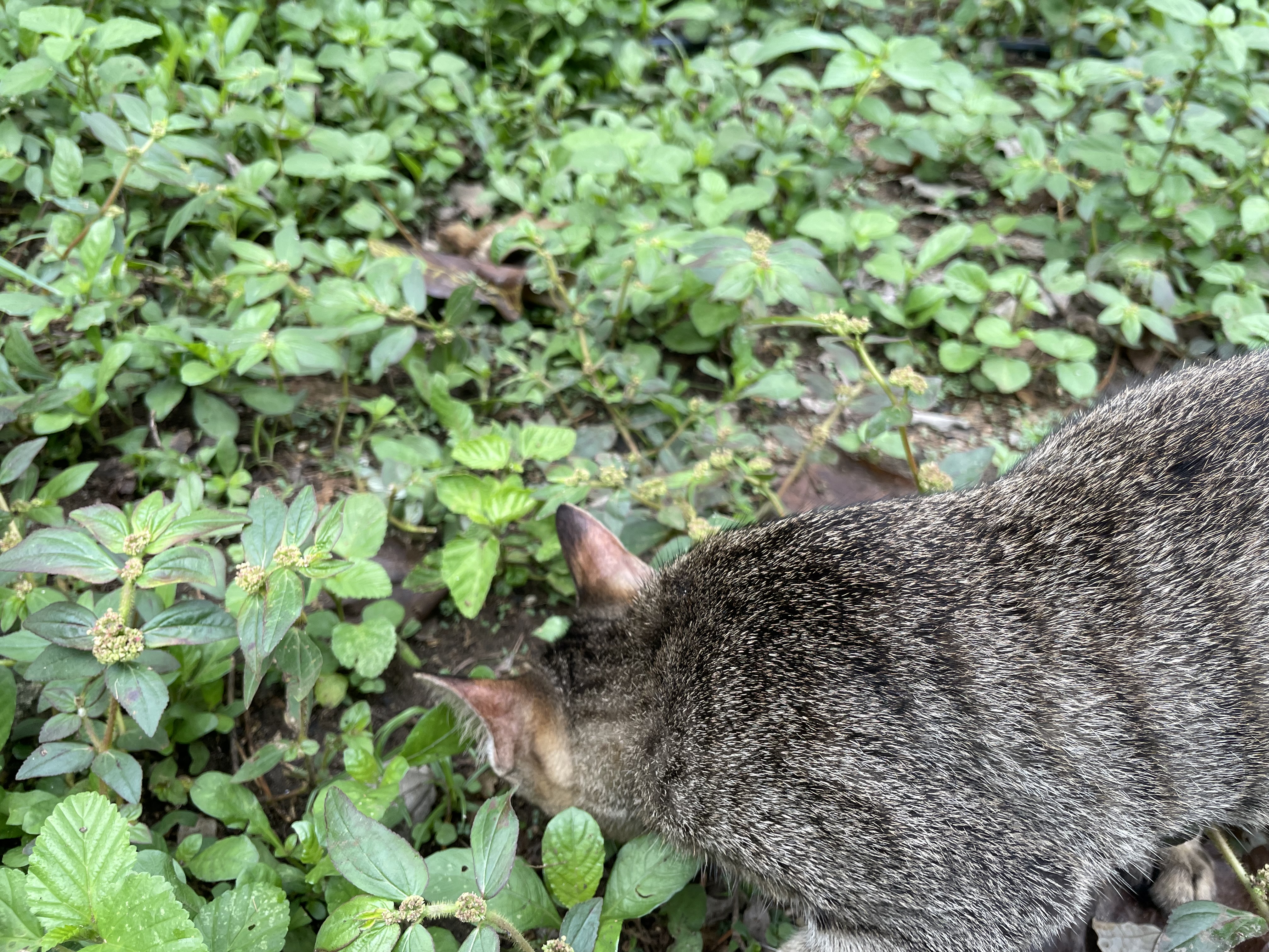 IMG_5267.jpeg