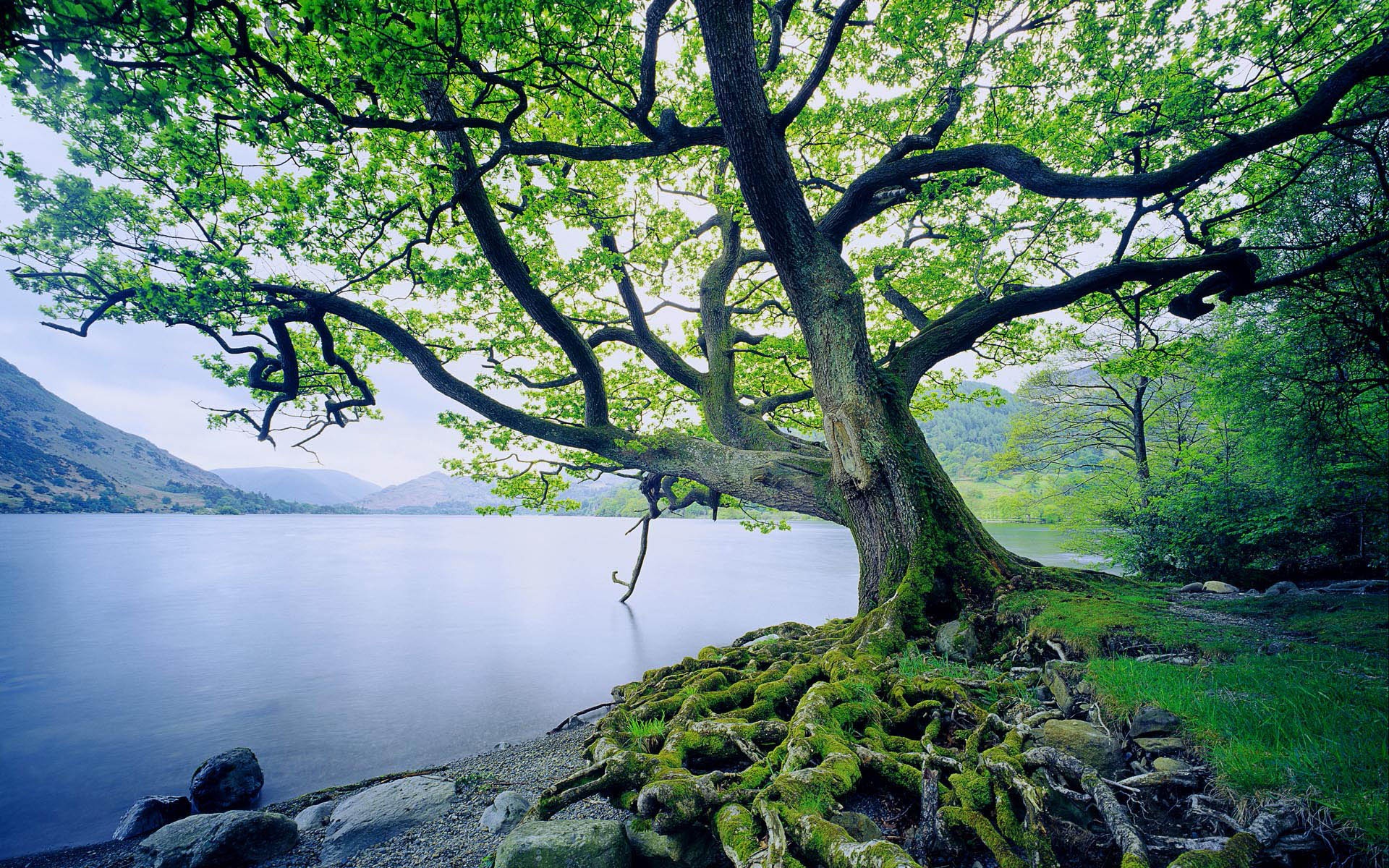 big-beautiful-tree-next-to-a-lake-1080P-wallpaper.jpeg